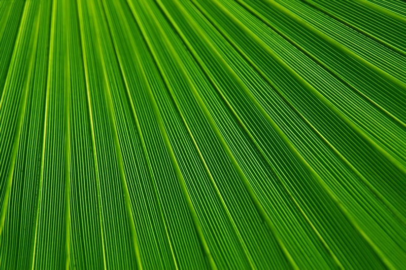 Exotic Flora