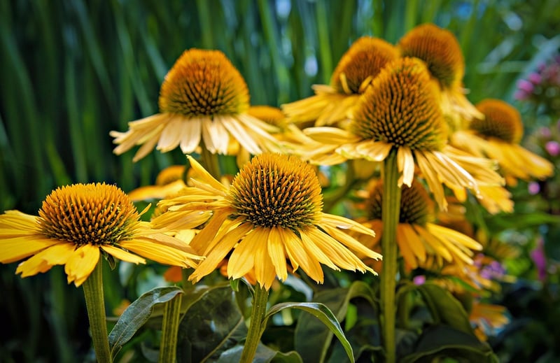 Echinacea Flower