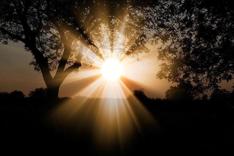Forest Sunbeams